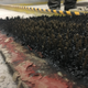 The underside of an asphalt tank lid, or a cityscape.
